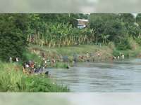 Ratusan Warga di Bantaran Sungai Bengawan Solo Bojonegoro, Panen&nbsp;Ikan&nbsp;Mabuk