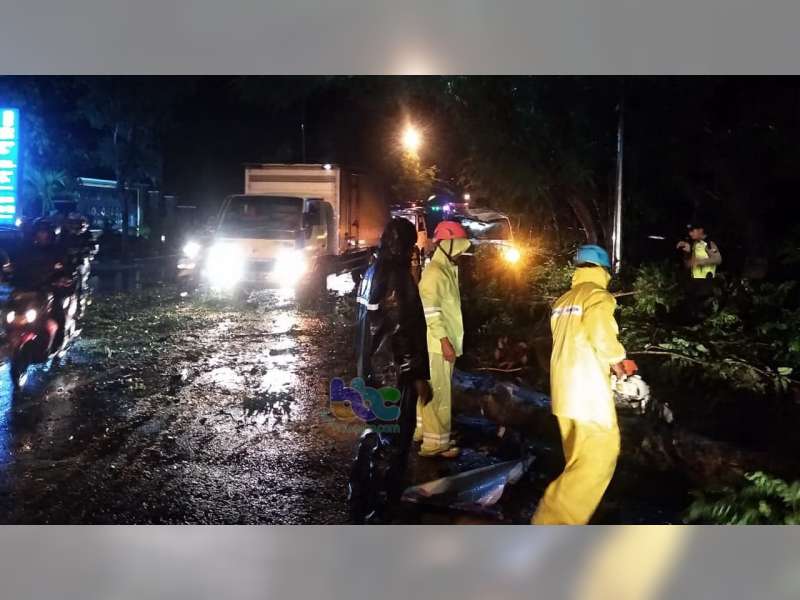 Sebuah Mobil Tertimpa Pohon Roboh di Jalan Raya Kapas Bojonegoro
