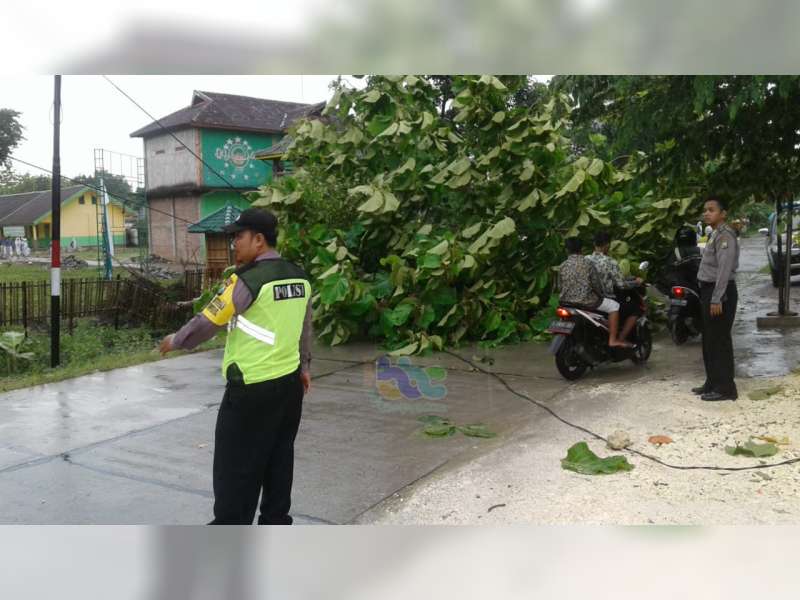 Sejumlah Pohon di Bojonegoro Roboh Diterjang Angin Kencang