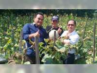 Masturi Warga Karangboyo Blora, Sukses Kembangkan Melon Orange