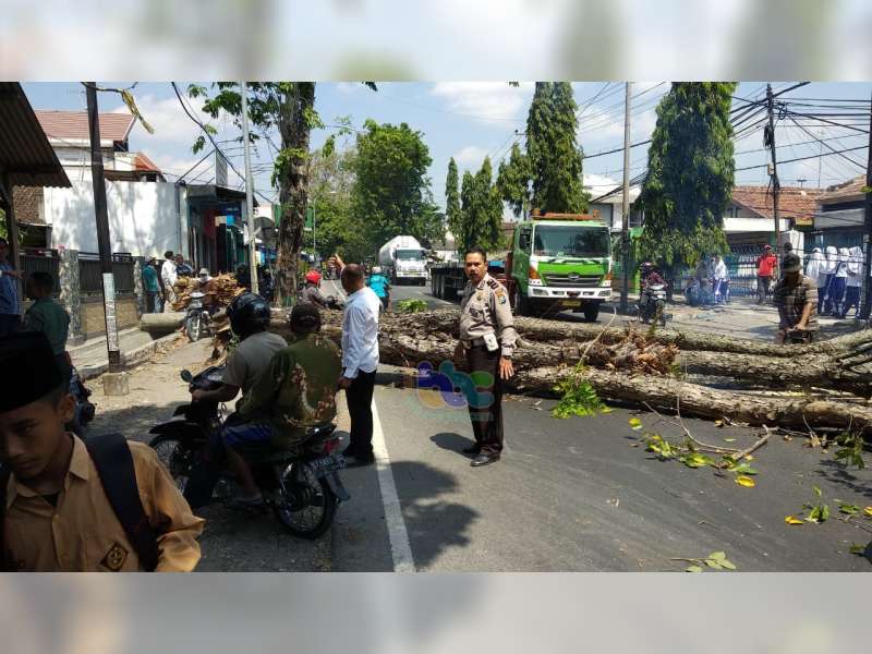 Diduga Lapuk, Pohon Penghijauan di Pinggir Jalan Raya Baureno Bojonegoro Roboh