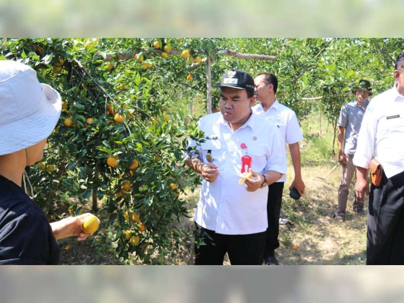 Rasa Jeruk Tanggel Blora, Tak Kalah dengan Jeruk Daerah Lain