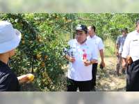 Rasa Jeruk Tanggel Blora, Tak Kalah dengan Jeruk Daerah Lain