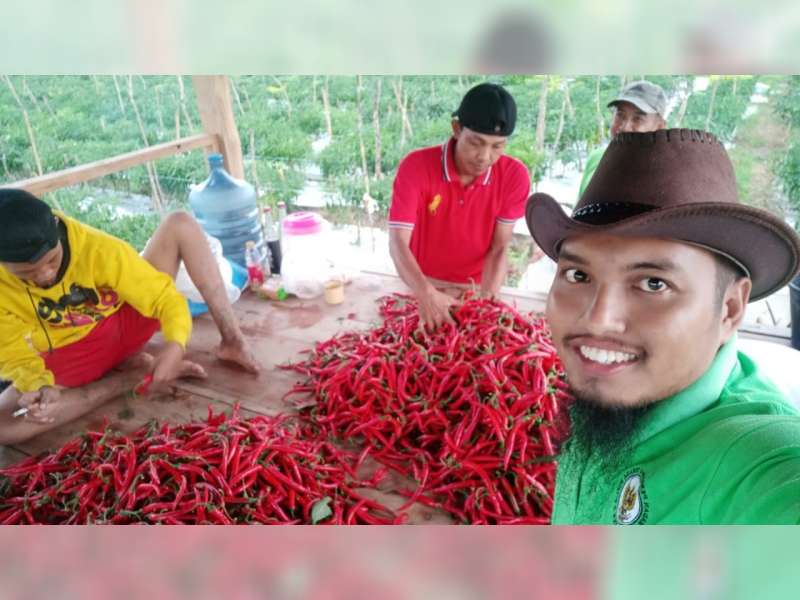 Harga Cabai Merah Besar di Bojonegoro Turun, Petani Merugi