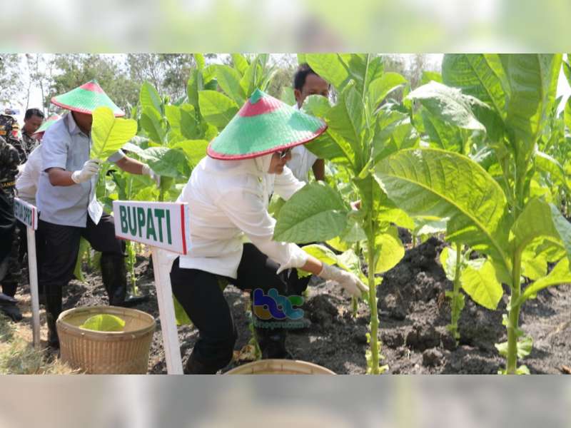 Bupati Bojonegoro Hadiri Panen Raya Tembakau di Kepohbaru