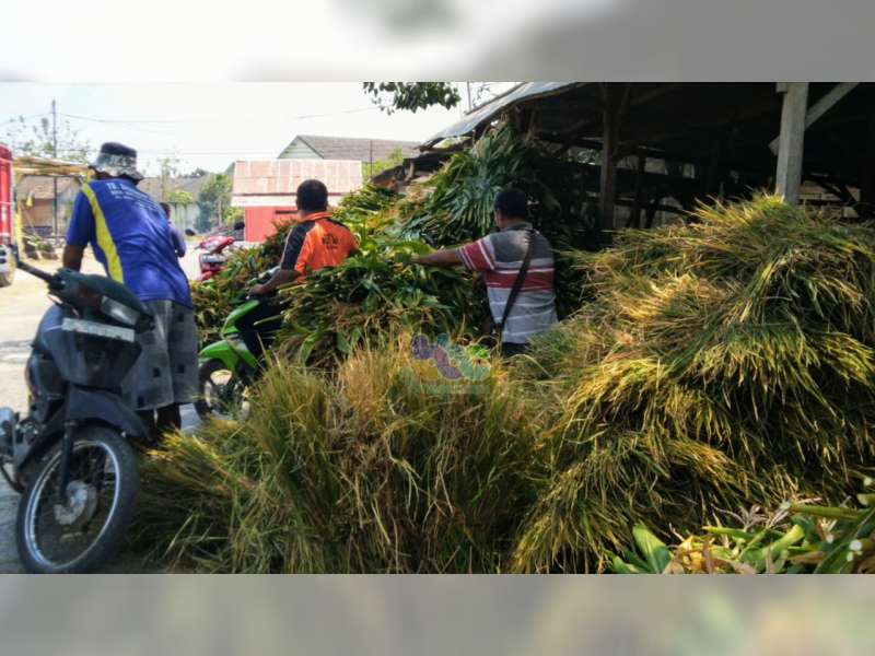 Akibat Kemarau Panjang, Penjual Pakan Ternak di Blora Menuai Berkah