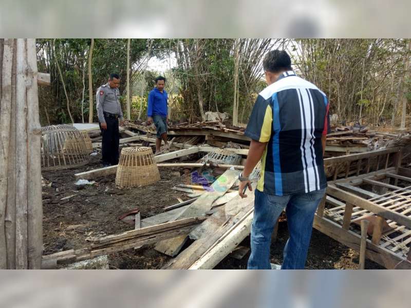Kandang Milik Warga Tambakrejo Bojonegoro Roboh Diterjang Angin Kencang