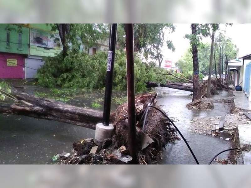 Diterjang Angin, Sejumlah Pohon di Bojonegoro Roboh, Beberapa Bangunan Rusak
