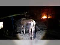 Kandang Sapi Milik Warga Kepohbaru Bojonegoro Ludes Terbakar, Seekor Sapi Luka Bakar