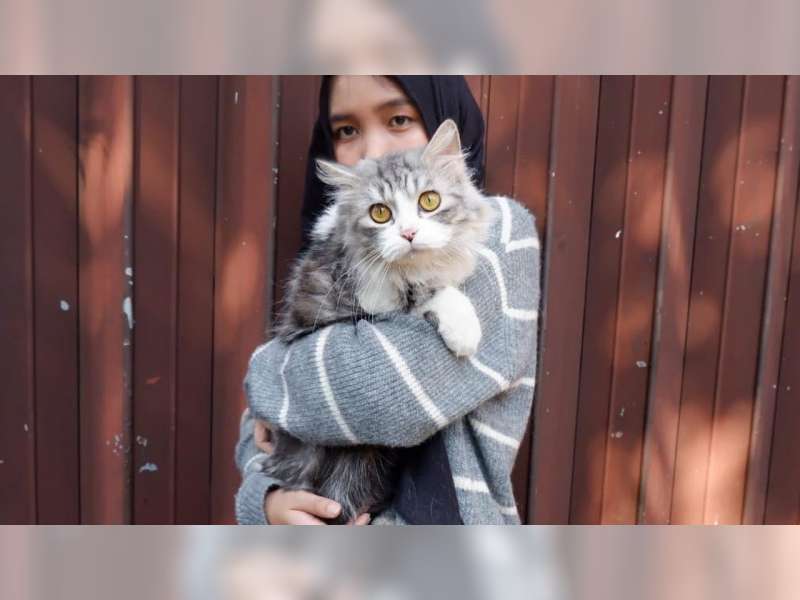 Mengenal Penularan 'Toksoplasmosis' dan Kaitannya dengan Kucing