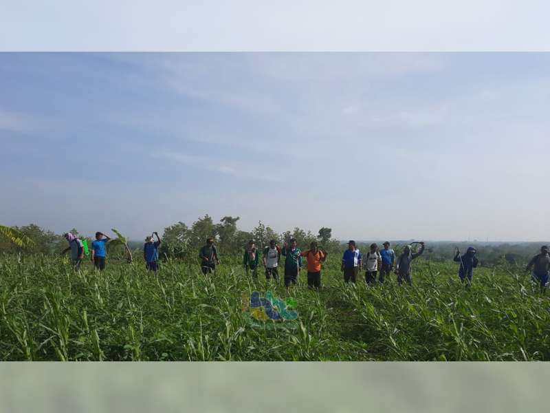 Dinas Pertanian Bojonegoro Lakukan Pengendalian Hama Ulat Hijau pada Tanaman Jagung Petani