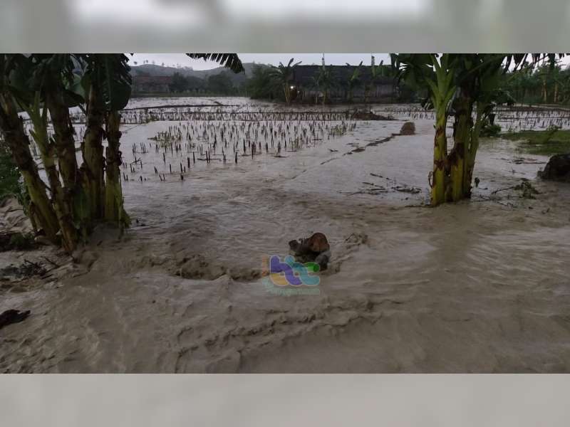 Akibat Hujan Deras, Tanggul Sungai di Desa Pragelan Kecamatan Gondang Bojonegoro Jebol