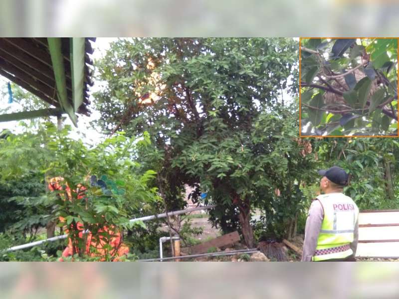 Dinas Pemadam Kebakaran Bojonegoro Kembali Musnahkan Sarang Tawon Vespa