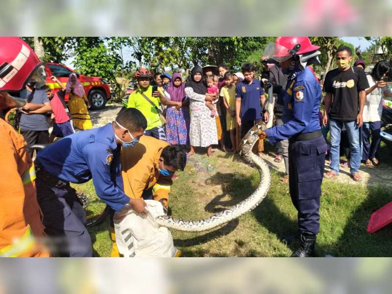 Dinas Pemadam Kebakaran Bojonegoro Evakuasi Seekor Ular Piton Sepanjang 3 Meter