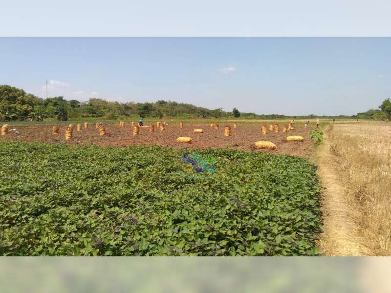 Petani di Desa Sumbangtimun Trucuk, Bojonegoro Coba Peruntungan dengan Tanam Ubi Jalar