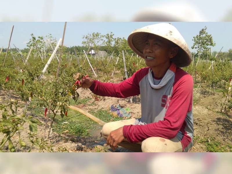 Harga Jual Anjlok, Petani Cabai di Sugihwaras Bojonegoro Merugi
