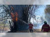 Hari Ini, di Bojonegoro Terjadi 4 Peristiwa Kebakaran Rumpun Bambu