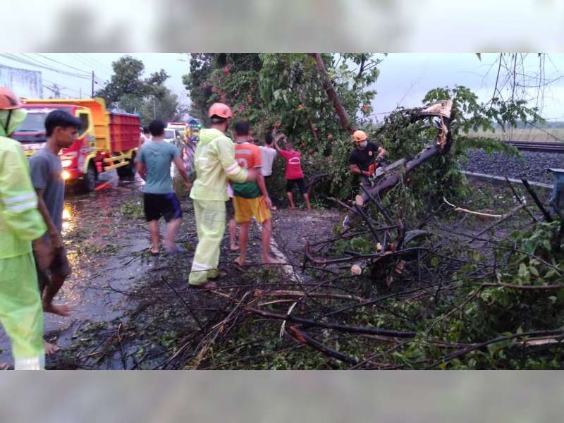 Diterjang Angin Kencang, Belasan Pohon di Jalan Raya Balen Bojonegoro, Tumbang