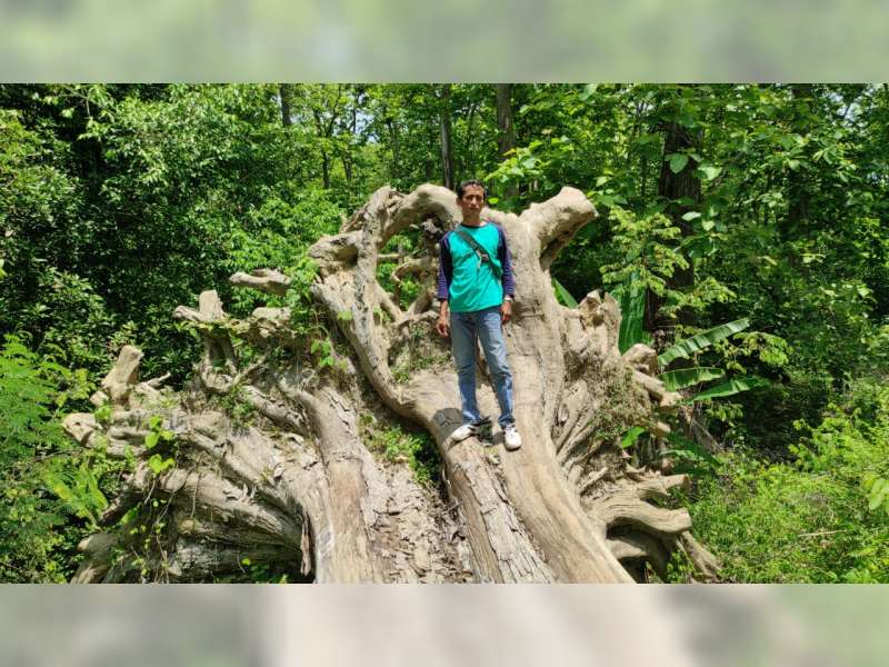 Pohon Jati Berusia Ratusan Tahun di Hutan Blora Roboh, Rencananya Akan Dijadikan Maskot