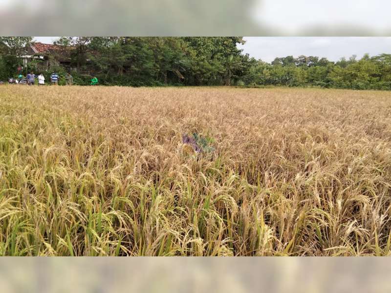 Puluhan Hektare Padi Petani di 6 Desa di Kecamatan Ngasem, Bojonegoro, Diserang Hama