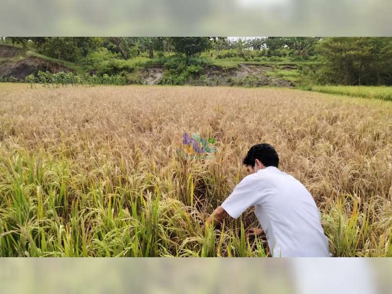 320 Hektare Tanaman Padi Petani di 15 Kecamatan di Bojonegoro Diserang Hama Wereng