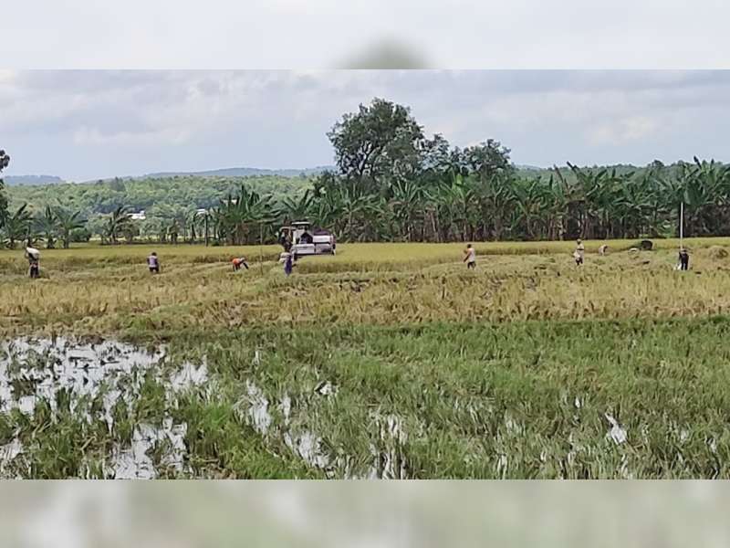 Jelang Panen Raya, Harga Gabah di Tingkat Petani di Bojonegoro Turun