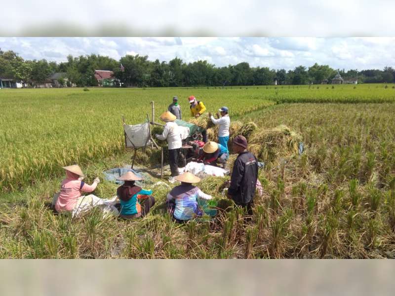 Inilah Penyebab Turunnya Harga Gabah di Tingkat Petani di Bojonegoro