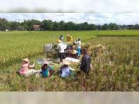 Inilah Penyebab Turunnya Harga Gabah di Tingkat Petani di Bojonegoro