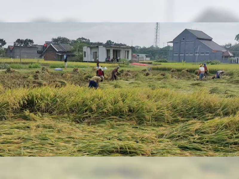 Petani Blora Keluhkan Anjloknya Harga Gabah dan Tolak Impor Beras