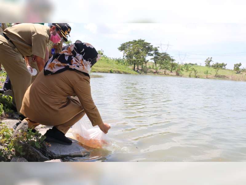 Wakil Bupati Blora Lepas 10 Ribu Benih Ikan di Embung Keruk, Randublatung