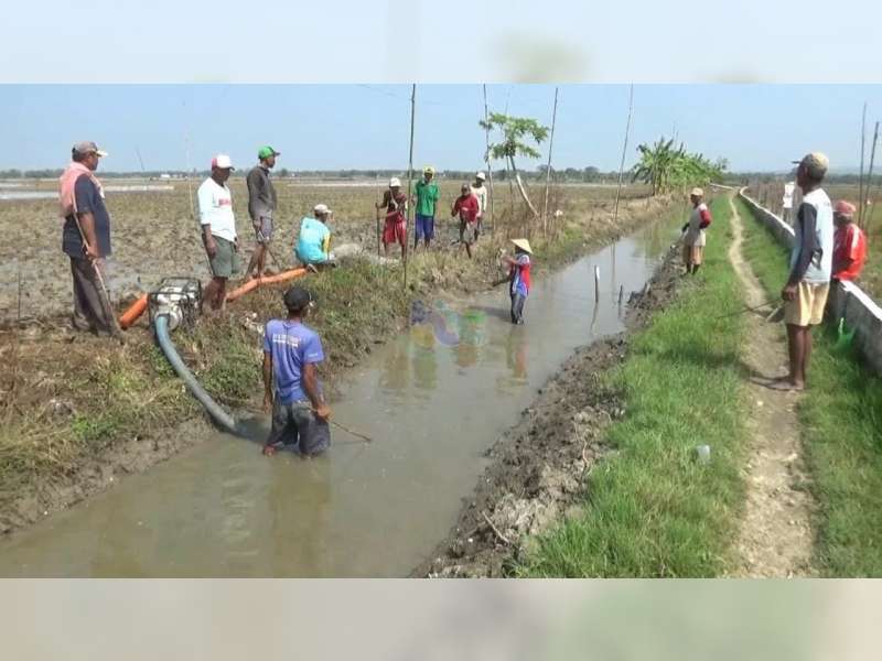 Lomba Tangkap Tikus di Kanor, Bojonegoro, Setiap Ekor Tikus Dihargai Rp 2.000