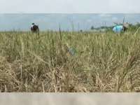 Kemarau Datang Lebih Awal, Tanaman Padi Petani di Kepohbaru, Bojonegoro, Alami Kekeringan