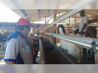 Pemkab Bojonegoro Beri Bimbingan Pembuatan Pakan Ternak pada Kelompok Ternak