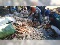 Selama Pandemi COVID-19, Pendapatan Pegusaha Gaplek di Blora Menurun Drastis