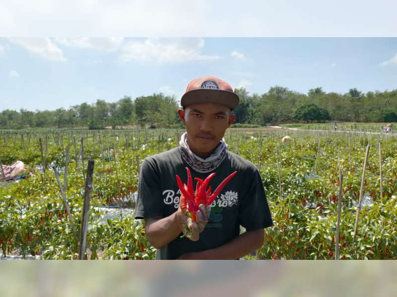 Harga Cabai Merah Anjlok hingga Rp 7.000 per Kilogram, Petani di Sugihwaras, Bojonegoro, Pasrah
