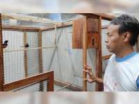 Cerita Peternak Burung Murai Batu Medan asal Blora, Tak Goyah Diterpa Pandemi COVID-19