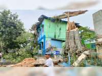 Pohon Pule Berusia Ratusan Tahun di Todanan, Blora, Tumbang, 3 Orang Luka-luka