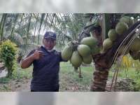 Cerita Suparno, Warga Blora yang Sukses Kembangkan Kebun Kelapa di Tengah Pandemi