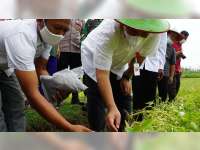 Bupati Blora Hadiri Panen Kangkung Biji Kualitas Ekspor di Desa Sumber Agung, Banjarejo