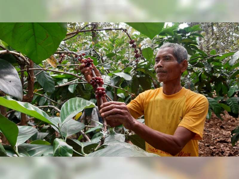 Cerita Petani Kopi Excelsa di Blora, Tetap Eksis di Tengah Pandemi COVID-19