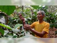 Cerita Petani Kopi Excelsa di Blora, Tetap Eksis di Tengah Pandemi COVID-19