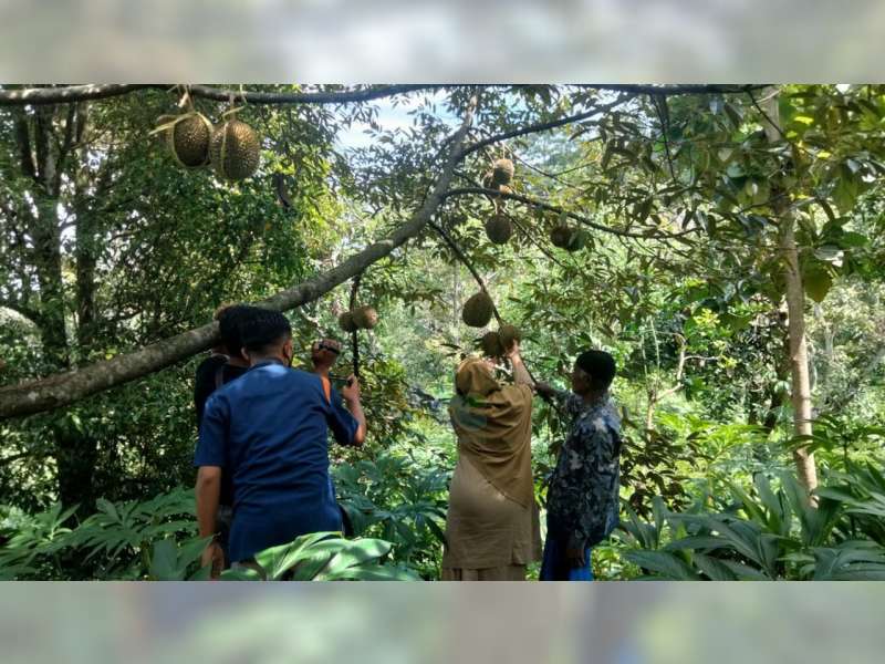 Menikmati Wisata Petik Buah Durian di Desa Klino, Kecamatan Sekar, Bojonegoro