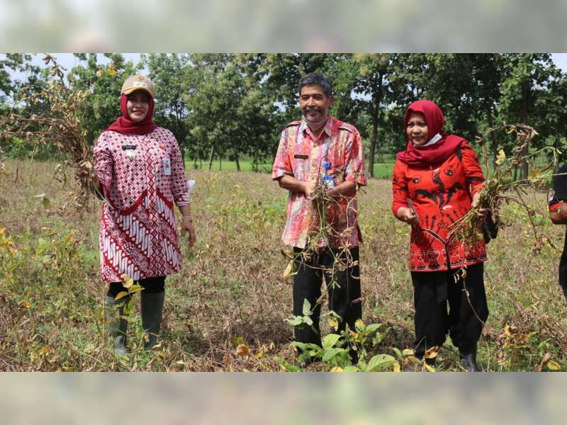 Wakil Bupati Blora Hadiri Panen Perdana Kedelai Anjasmoro di Desa Jetakwanger
