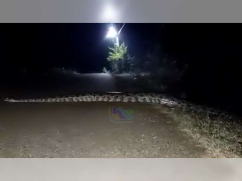 Viral! Video Penampakan Ular 'Raksasa' di Desa Tumbrasanom, Kedungadem, Bojonegoro