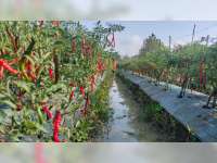 Harga Cabai Merah Keriting Melonjak Naik, Petani di Blora Raih Untung