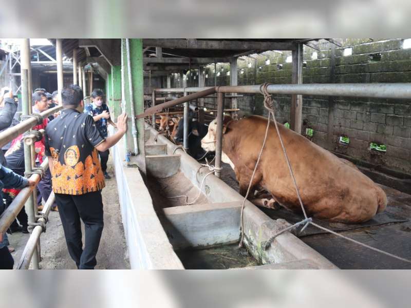 17 Pemuda Blora Ikuti Pelatihan Ternak Milenial di Bengkel Sapi Kalijeruk Yogyakarta