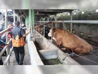 17 Pemuda Blora Ikuti Pelatihan Ternak Milenial di Bengkel Sapi Kalijeruk Yogyakarta