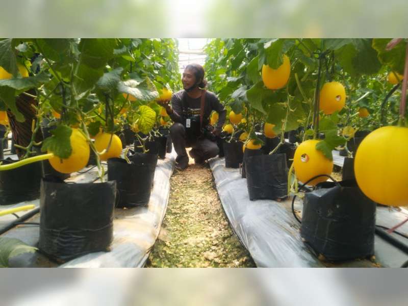 Panen di Bulan Ramadan Jadi Berkah Petani Melon di Blora