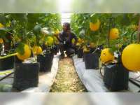 Panen di Bulan Ramadan Jadi Berkah Petani Melon di Blora