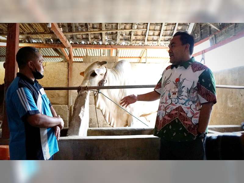 Sebagai Penghasil Sapi Terbesar di Jateng, Bupati Blora Ajak Peternak Waspadai Wabah PMK